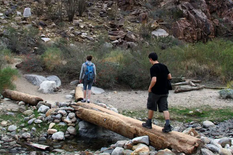 Anza Borrego Palm Canyon Trail Guide