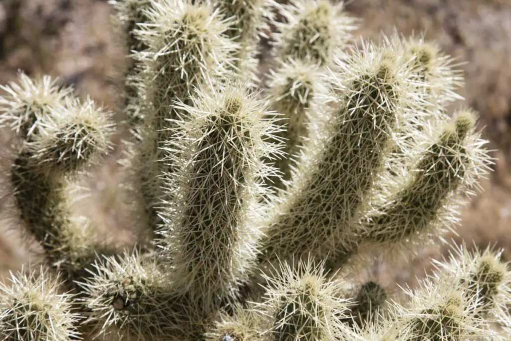 Jumping Cholla Cactus