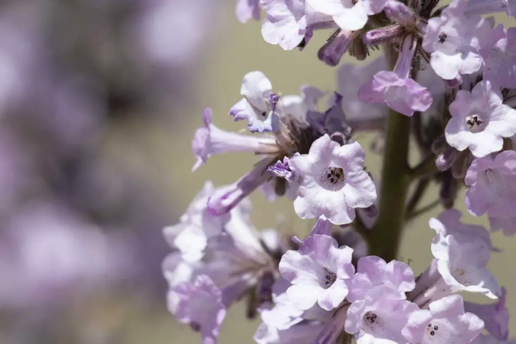 Flowering Poodle-Dog Bush