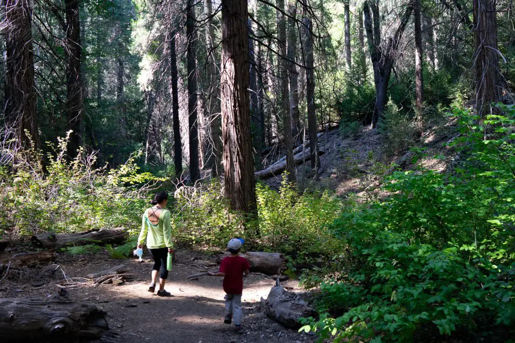 Palomar Mountain Hiking Trail