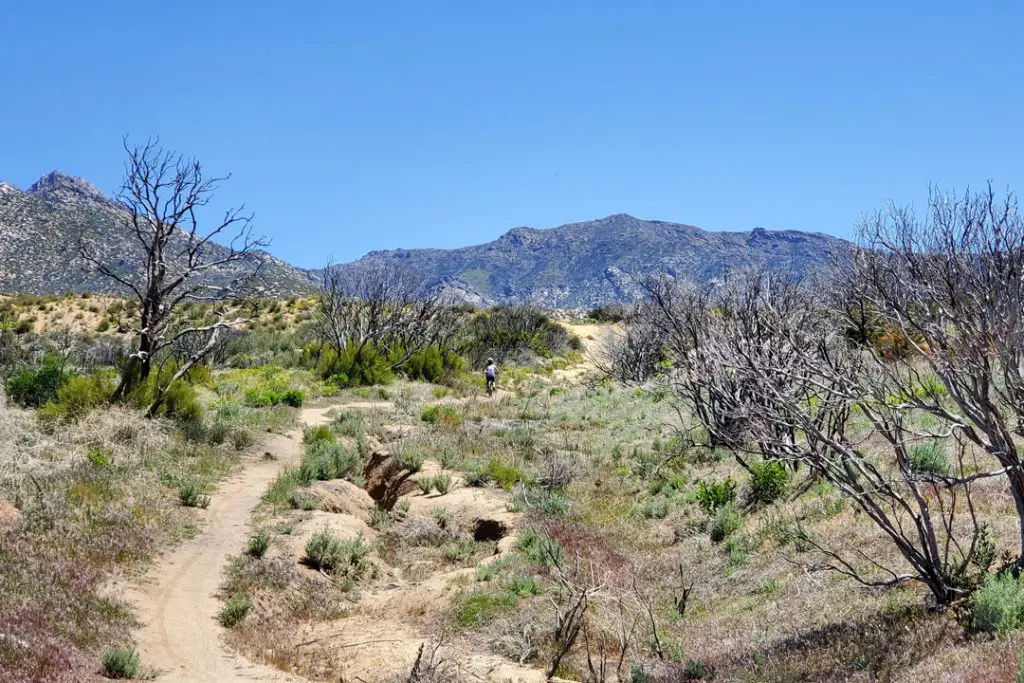 Coyote Creek Trail Mountain Biker