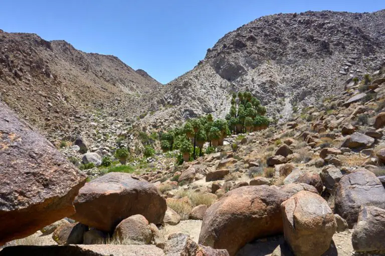 Fortynine Palms Oasis Trail Guide