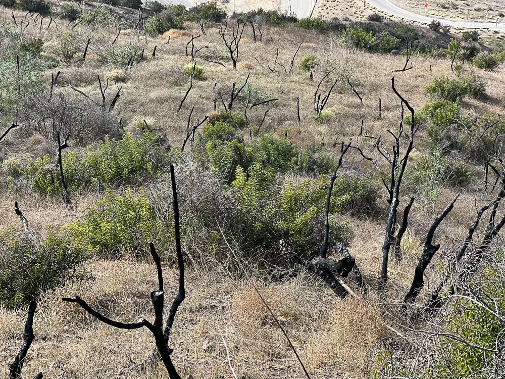 Brush fire growing back