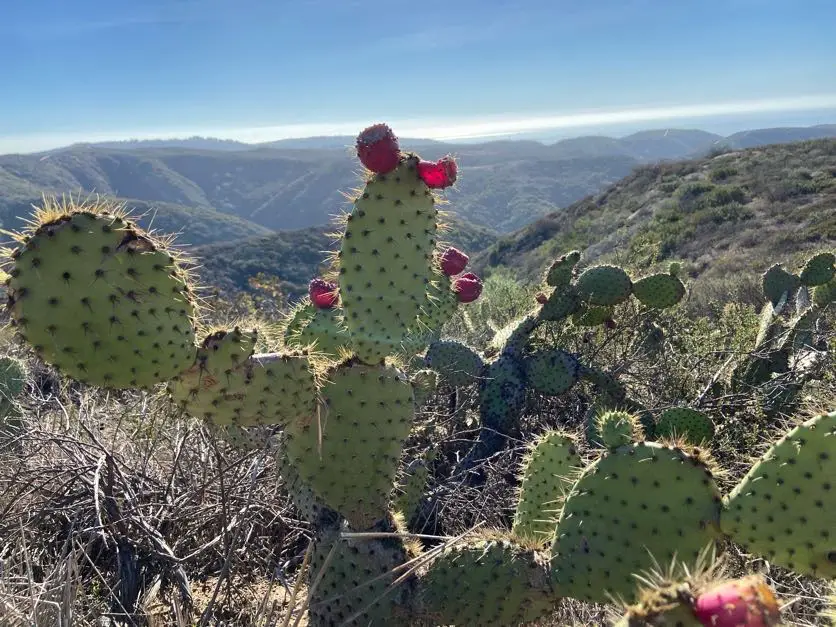 Cactus on El Moro Canyon Trail