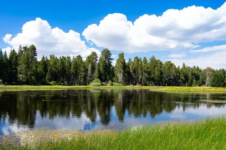 Bluff Lake Reserve Loop Trail Guide