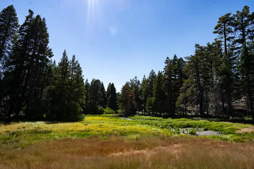 Bluff Lake marsh