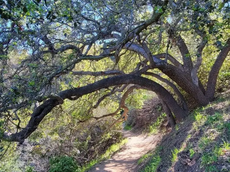 Fryman Canyon Trail Guide