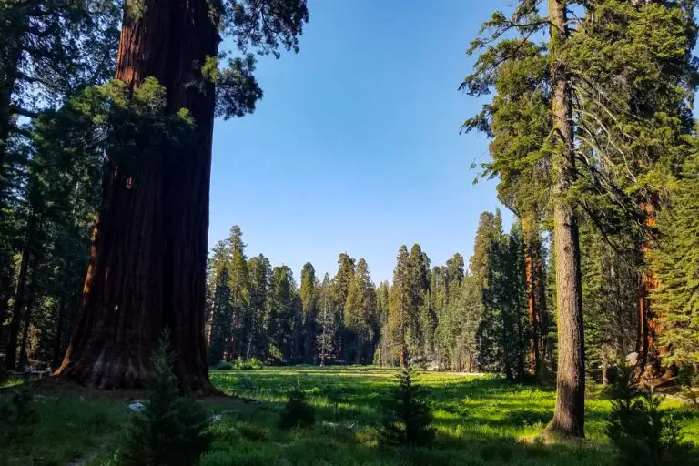 Sequoia National Forest Camping Guide