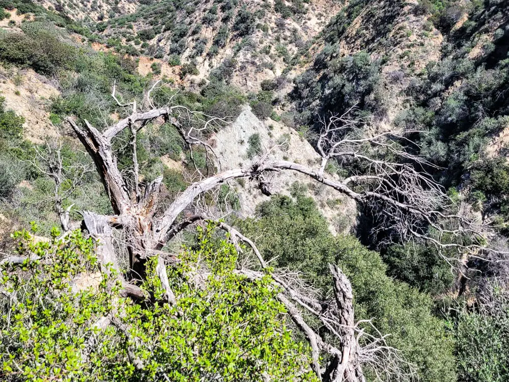 Veteran's Park Trail trees