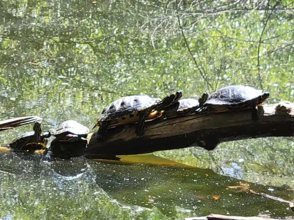 Franklin Canyon Trail Turtles