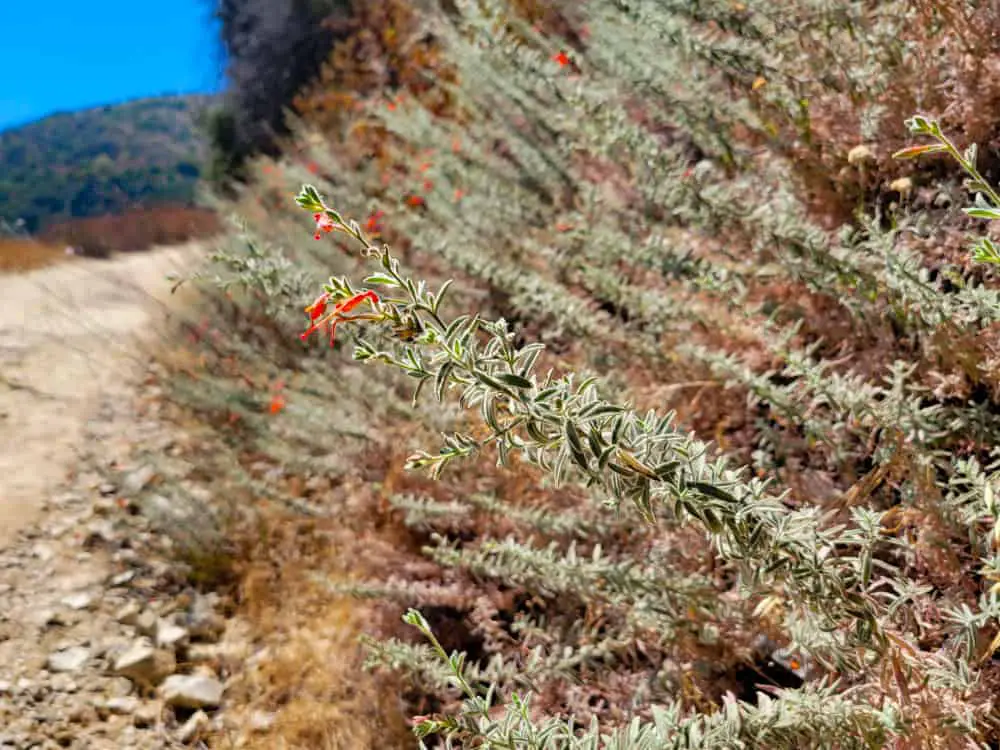 La Tuna Canyon Trail Keckiella Plant