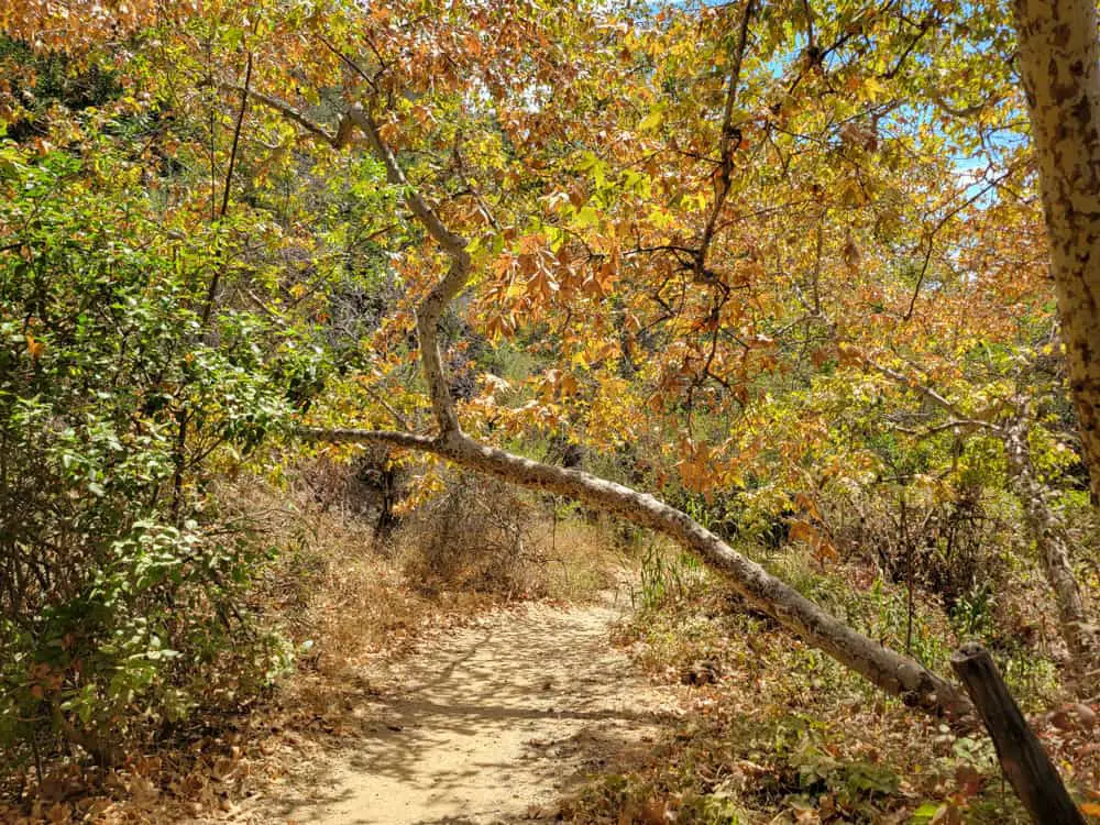 Temescal Canyon Trail