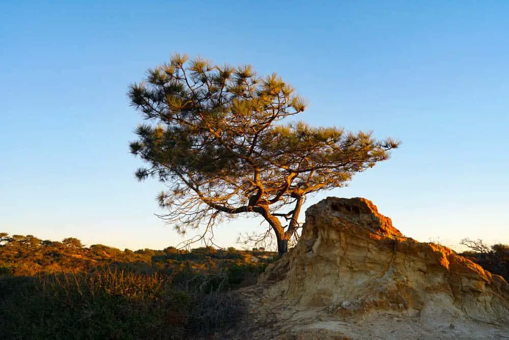 Torrey Pines Beach Trail