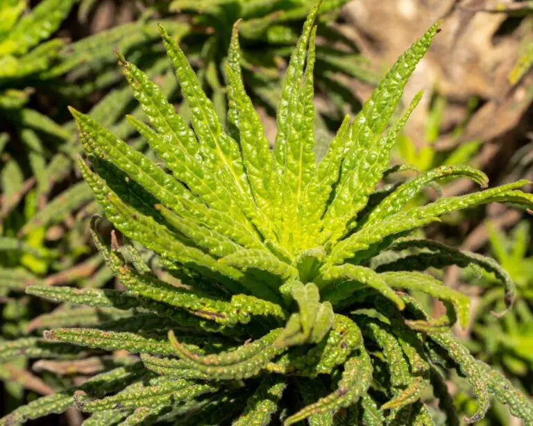 Poodle Dog Bush: Southern California’s Unfriendly Flora