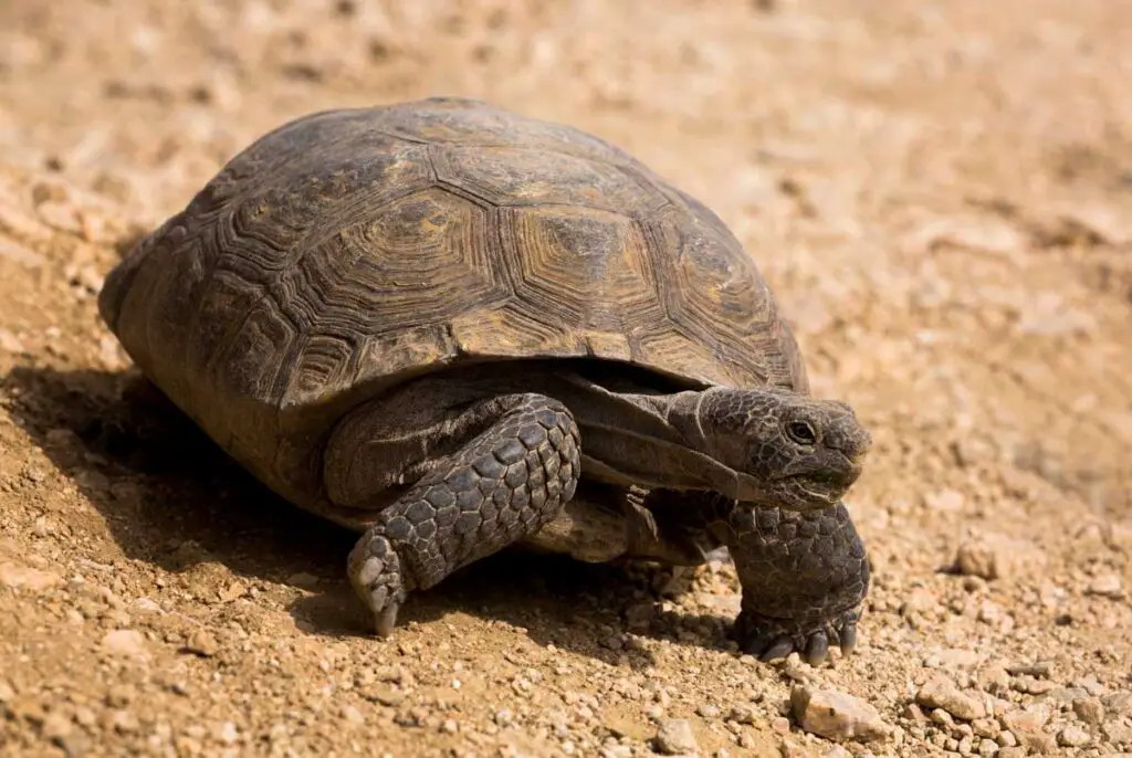 Desert Tortoise