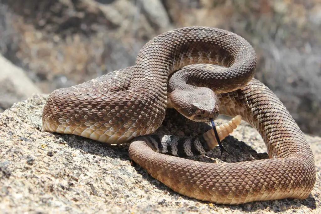 Red Diamond Rattle Snake