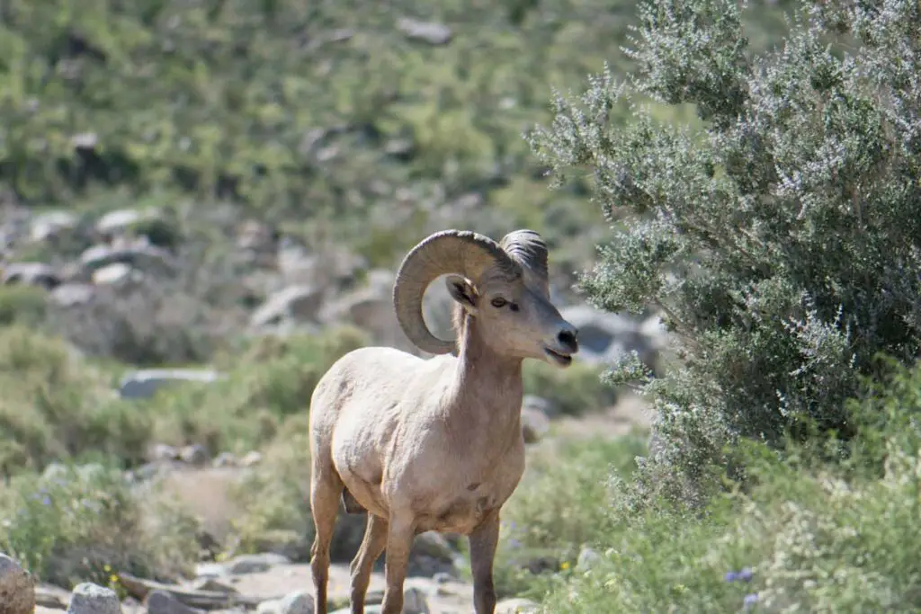 Desert Bighorn Sheep