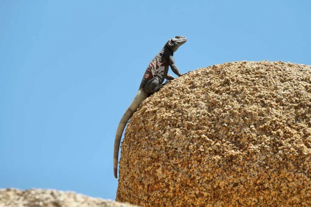 Chuckwalla