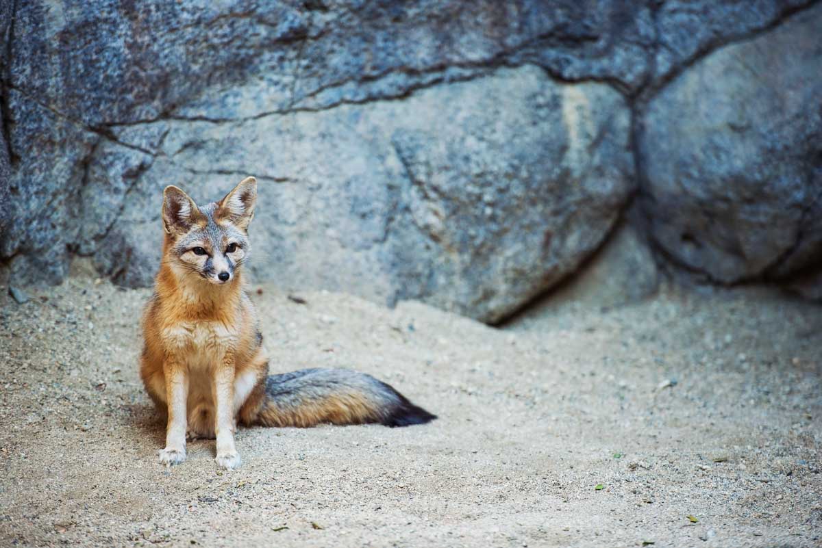 Kit fox in desert