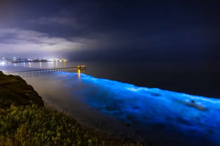 Nature’s Nightlight: A Guide to San Diego’s Bioluminescent Waves