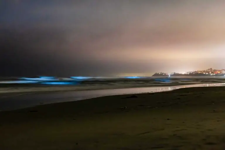 Nature's Nightlight: A Guide to San Diego's Bioluminescent Waves ...