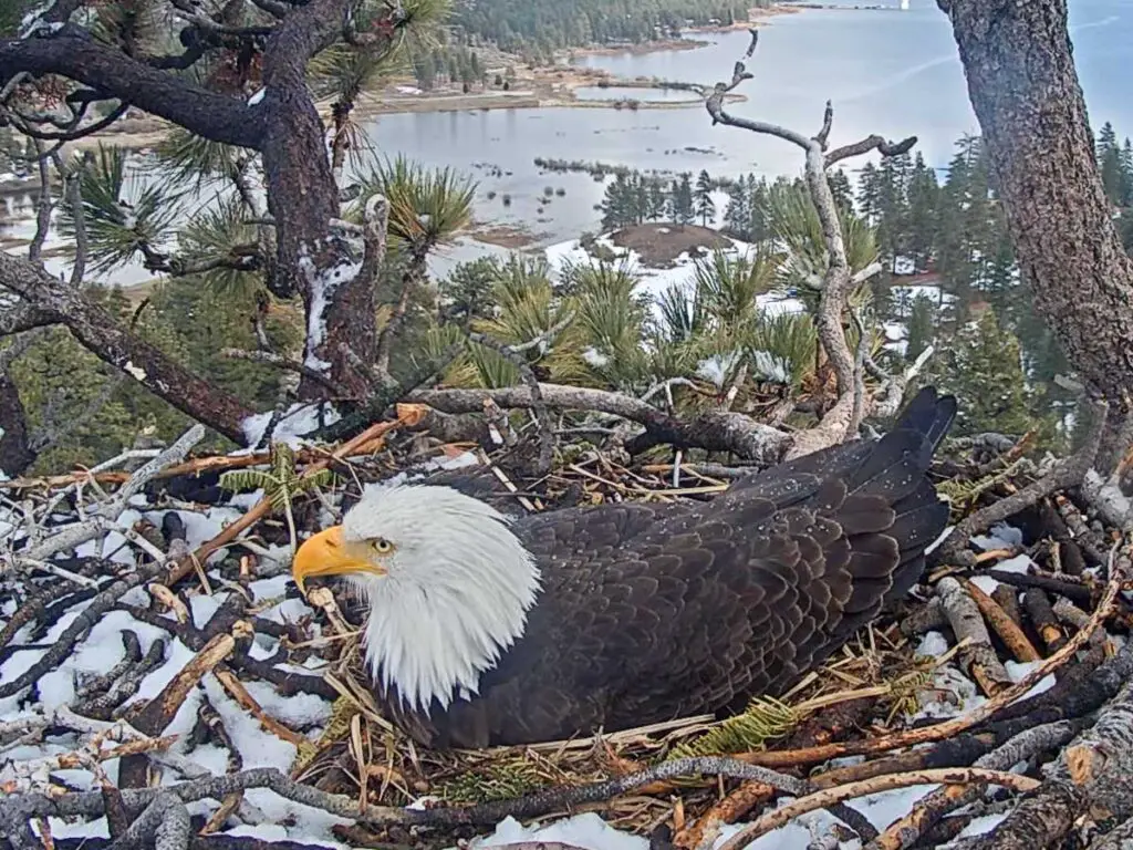 Big Bear Eagle Cam - Watch Nesting Bald Eagles Live | Outdoor SoCal