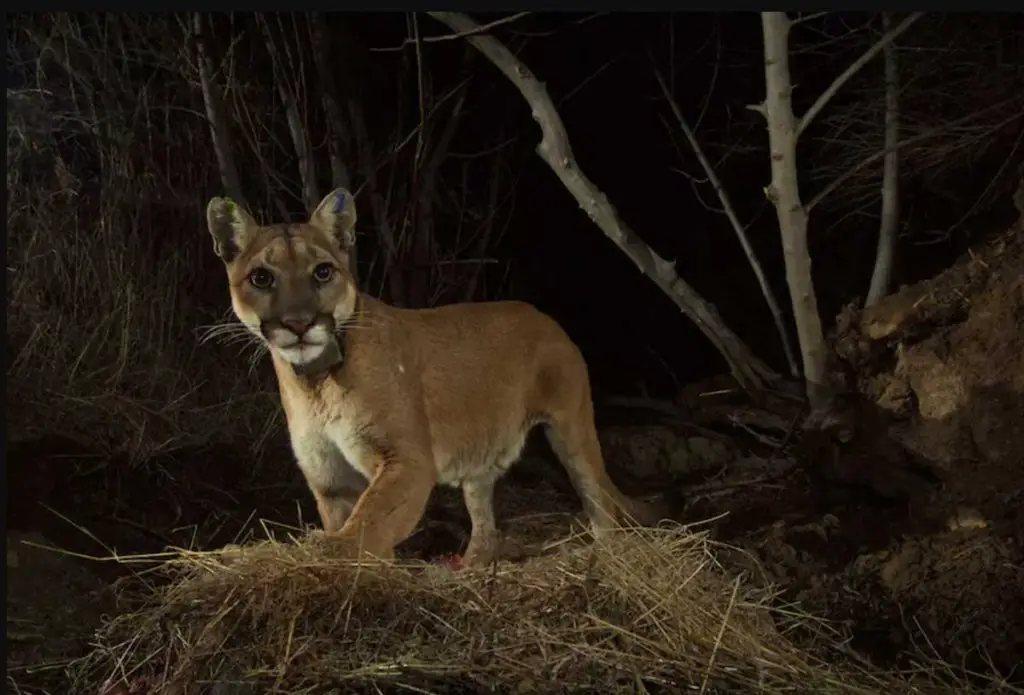 Mountain lion