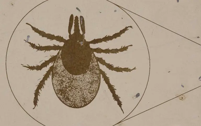Guide to California Ticks and How to Avoid Them