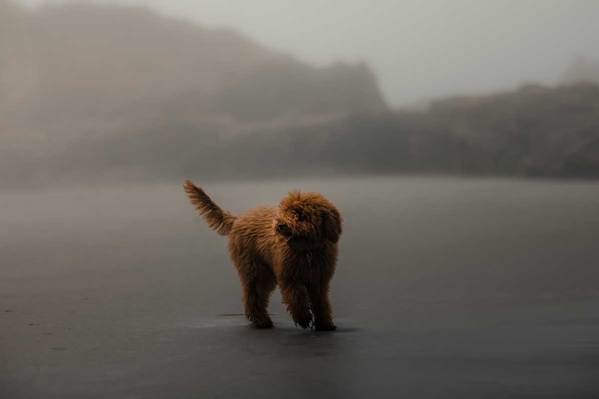 Dog on Beach San Diego