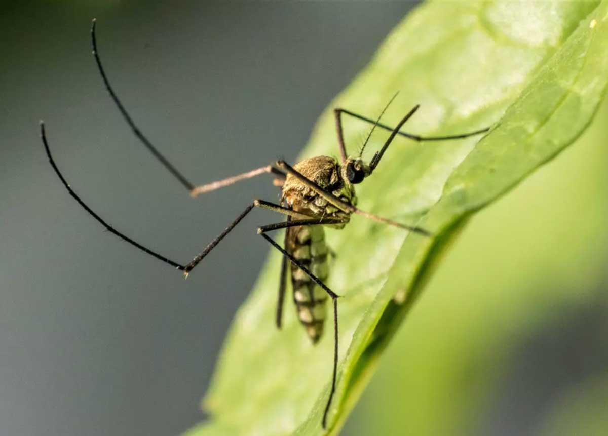 West Nile Virus