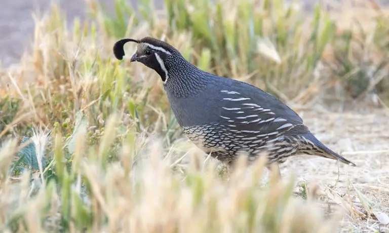 California Wildlife Officials Predict Promising 2024-25 Hunting Season for Quail and Chukar
