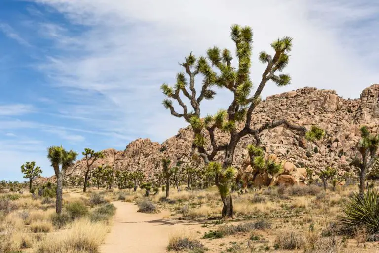 Boy Scout Trail – Joshua Tree