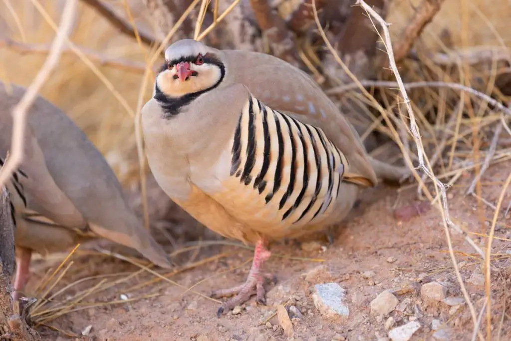 Chukar in California