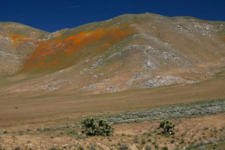 Kiavah Wilderness: A Hidden Gem Between the Mojave Desert and Sierra Nevada