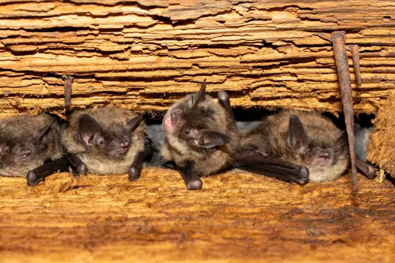 Fungus Linked to Deadly Bat Disease Detected in California