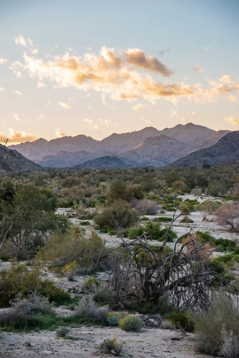 Corn Springs Campground – Chuckwalla Mountains