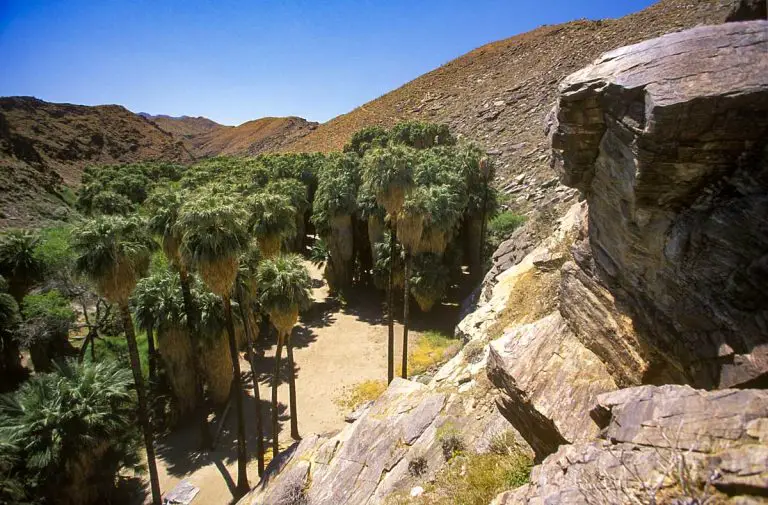 Murray Canyon Trail – Palm Springs
