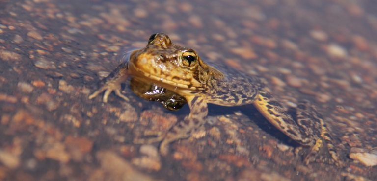 Yosemite Frogs Jump Back from Fungus Attack