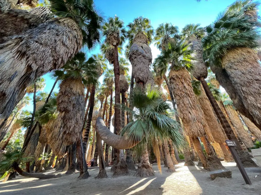 Palm Canyon Trail