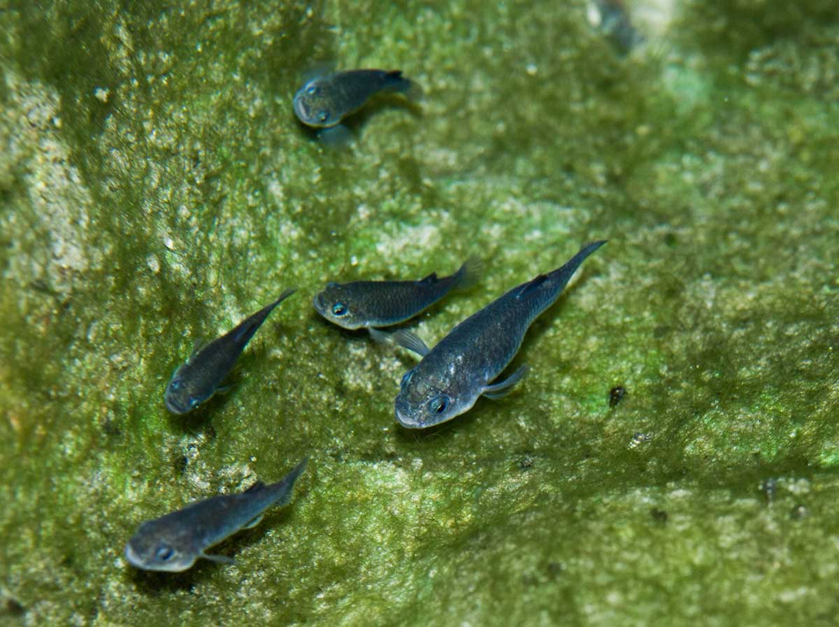 Devils Hole Pupfish