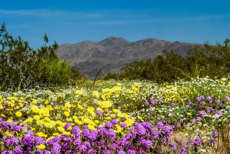 Anza-Borrego Wildflower Viewing Guide