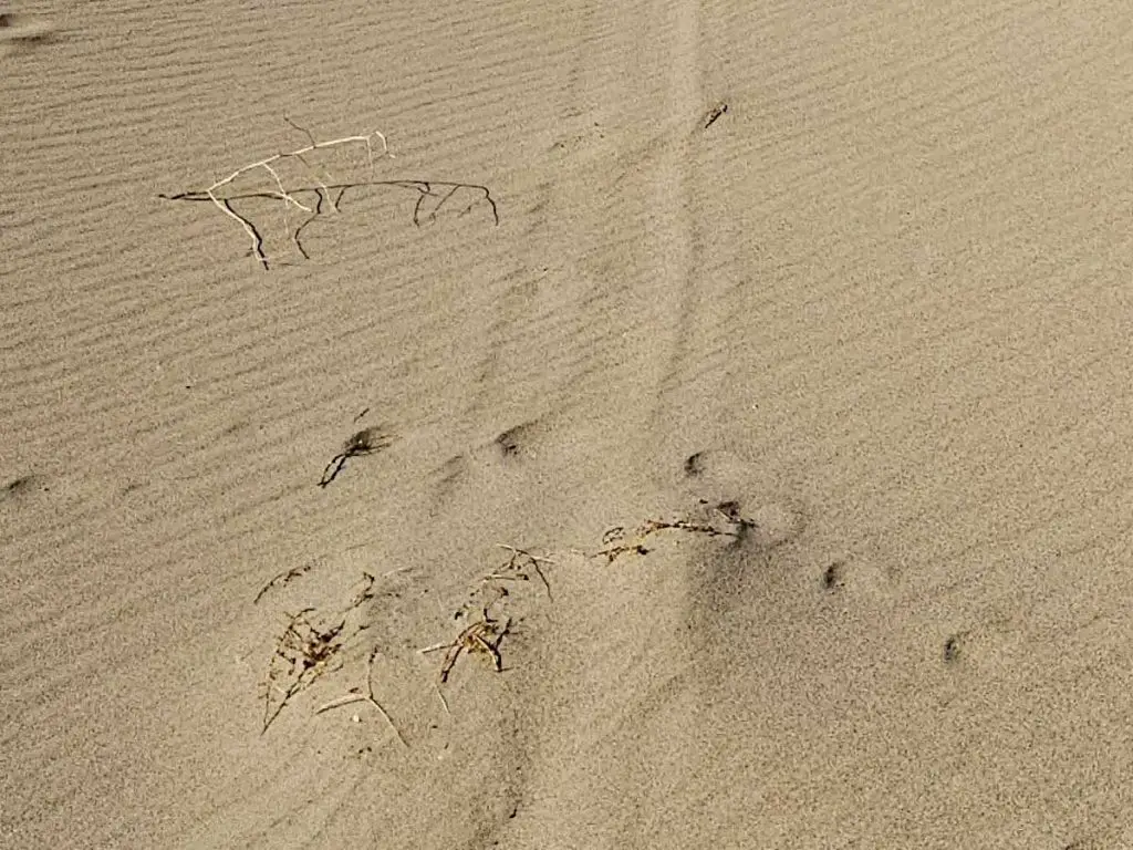Death Valley Dune Damage