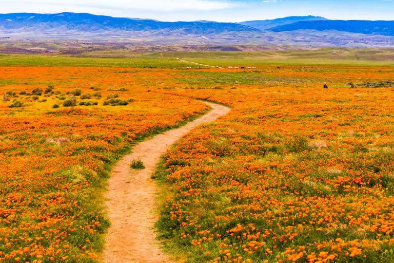 Antelope Valley California Poppy Reserve State Natural Reserve: Hiking and Wildflower Viewing