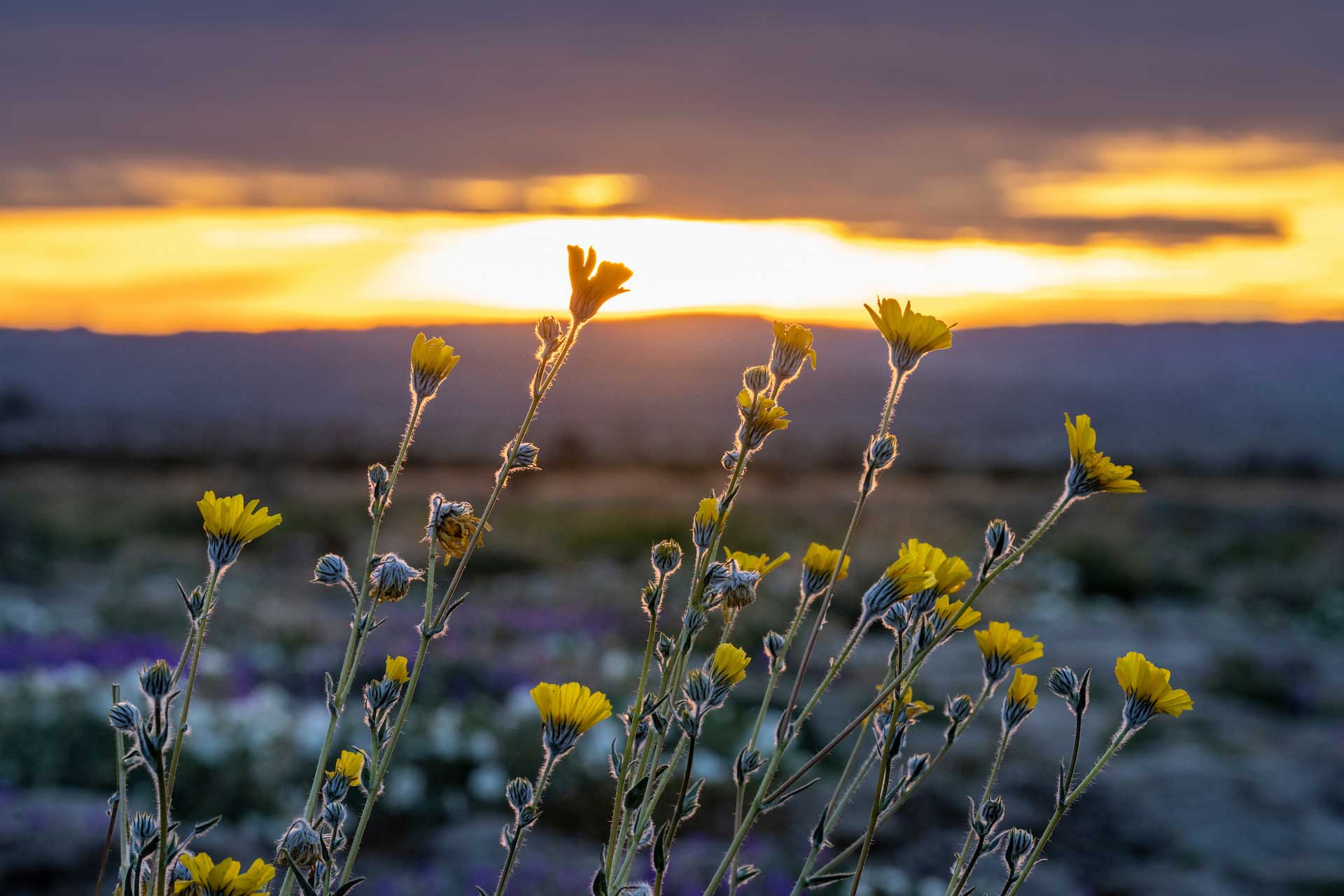 Anza-Borrego Wildflowers