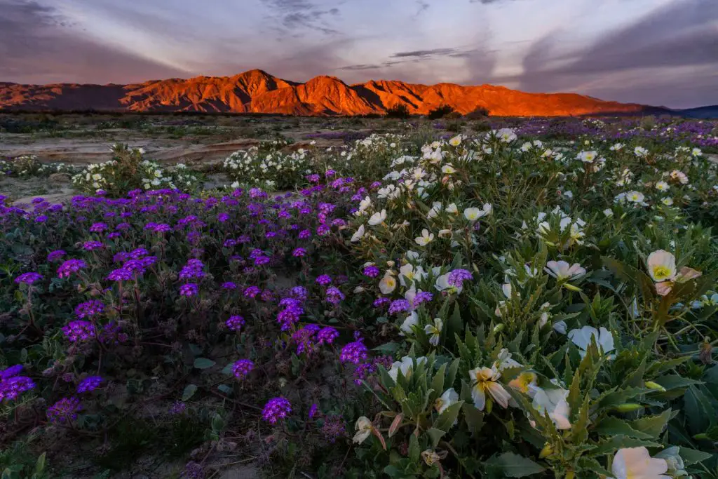Anza-Borrego Wildflowers