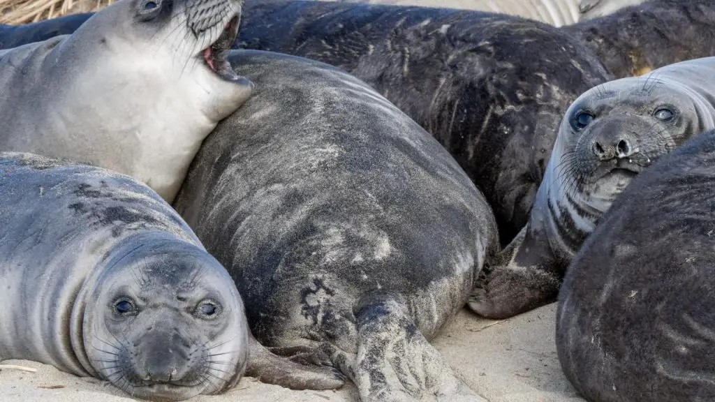Elephant seals