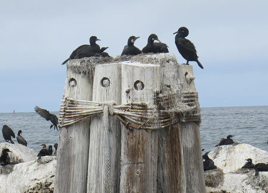 California cormorants