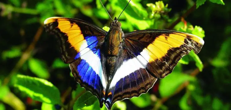 The Border Wall Is Coming for the Butterfly Center. Congress Said No Four Times.