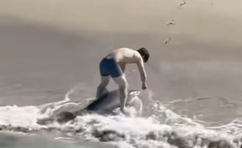 Hermose Beach Great White