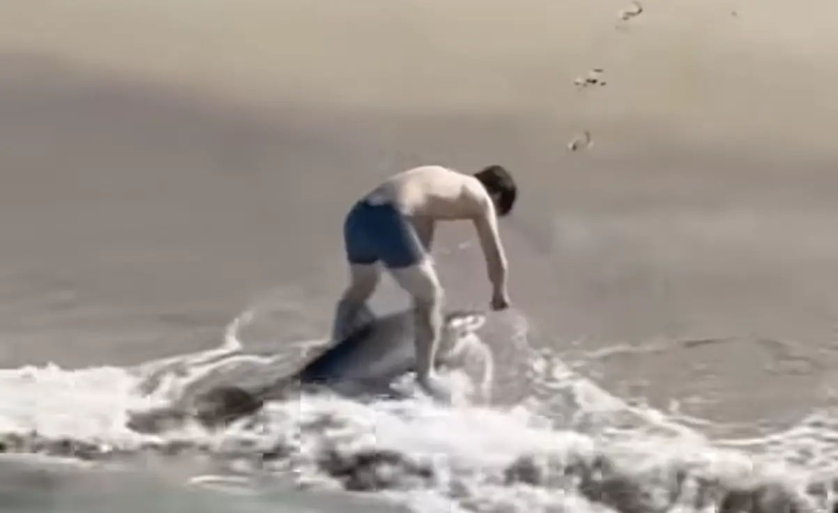 Hermose Beach Great White